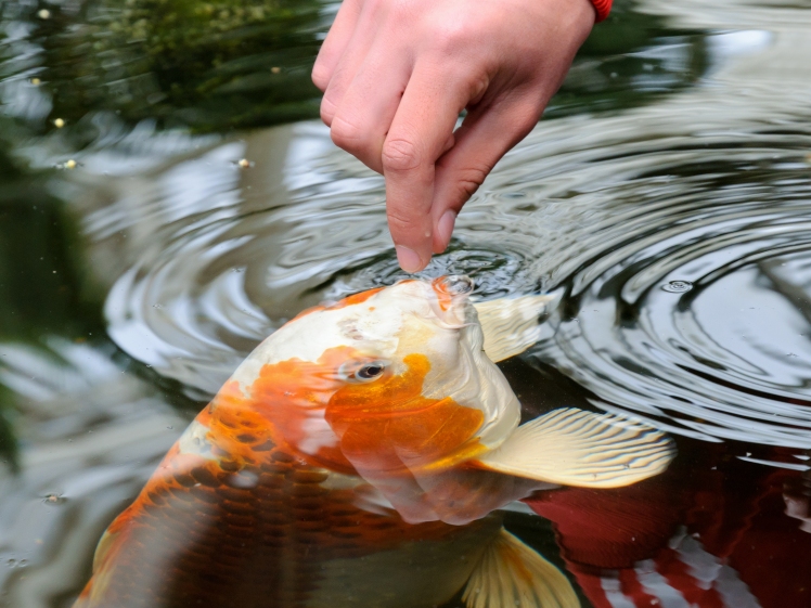 Alimentation Koi et poissons de bassin – L'oasis spécialiste en